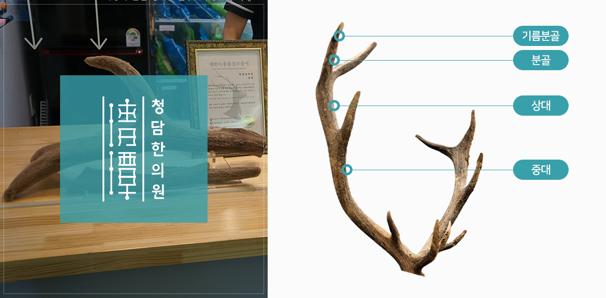 녹용 부위별 등급